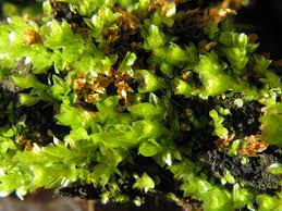 Attēlu rezultāti vaicājumam “Tetraphis pellucida”