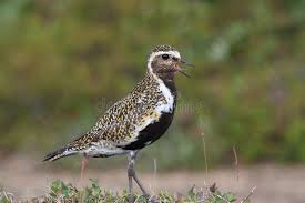 Attēlu rezultāti vaicājumam “Pluvialis apricaria adult”