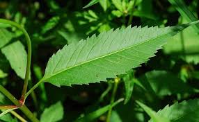 Attēlu rezultāti vaicājumam “Bidens tripartita leaf”