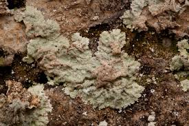 Attēlu rezultāti vaicājumam “Lepraria”