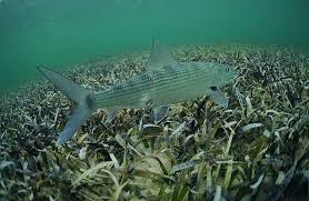 Image result for Albula vulpes