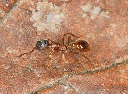 Attēlu rezultāti vaicājumam “Myrmica rubra”