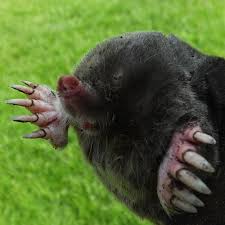 Attēlu rezultāti vaicājumam “Talpa europaea”