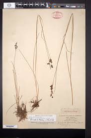 Attēlu rezultāti vaicājumam “Juncus compressus fruit”