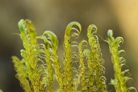 Attēlu rezultāti vaicājumam “Drepanocladus aduncus”