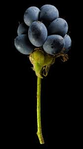 Attēlu rezultāti vaicājumam “Rubus caesius fruit”