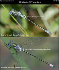 Attēlu rezultāti vaicājumam “Lestes dryas male”