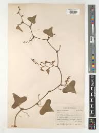 Attēlu rezultāti vaicājumam “Chara aspera male”