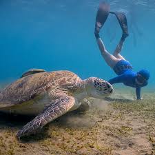 Image result for Notanx Freedive Club
