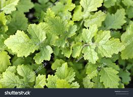 Attēlu rezultāti vaicājumam “Sinapis alba leaf”