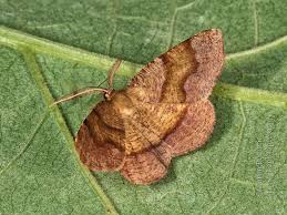 Attēlu rezultāti vaicājumam “Plagodis pulveraria”