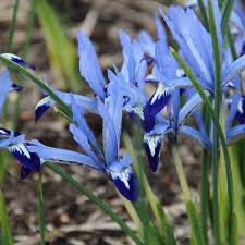 Attēlu rezultāti vaicājumam “Iris reticulata flower”