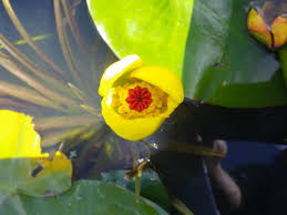 Attēlu rezultāti vaicājumam “Nuphar lutea flower”