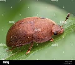 Attēlu rezultāti vaicājumam “Cychramus variegatus”