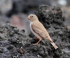 Image result for Bucanetes githagineus