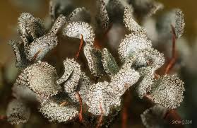 Attēlu rezultāti vaicājumam “Physarum pezizoideum macro”