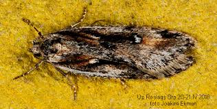 Attēlu rezultāti vaicājumam “Semioscopis oculella”