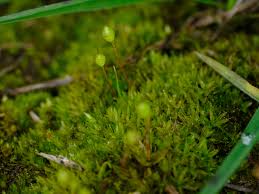 Attēlu rezultāti vaicājumam “Physcomitrium pyriforme”