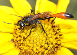 Attēlu rezultāti vaicājumam “Ammophila sp.”
