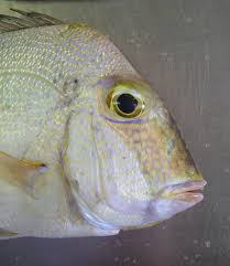 Image result for Calamus nodosus