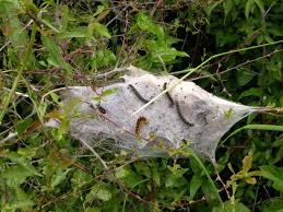 Attēlu rezultāti vaicājumam “Eriogaster lanestris larva”