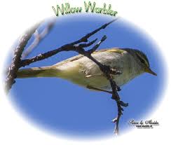 Attēlu rezultāti vaicājumam “Phylloscopus trochilus nest”