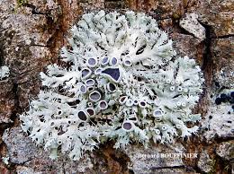 Attēlu rezultāti vaicājumam “Physcia tenella”