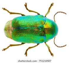 Attēlu rezultāti vaicājumam “Cryptocephalus aureolus, Cryptocephalus sericeus”