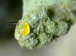 Attēlu rezultāti vaicājumam “Hypotrachyna sp.”