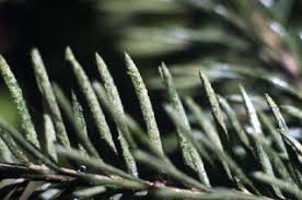 Attēlu rezultāti vaicājumam “Pleurococcus vulgaris”