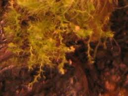 Attēlu rezultāti vaicājumam “Cephaloziella hampeana”