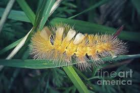 Attēlu rezultāti vaicājumam “Calliteara pudibunda”
