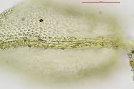 Attēlu rezultāti vaicājumam “Abietinella abietina var. hystricosa”