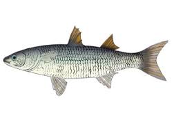 Image result for Liza ramada