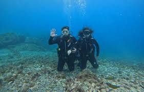 Image result for Canary Divers