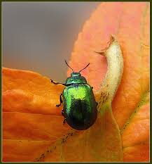 Attēlu rezultāti vaicājumam “Linaeidea aenea”