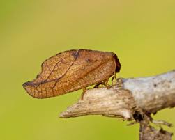 Attēlu rezultāti vaicājumam “Drepanepteryx phalaenoides”