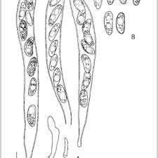 Attēlu rezultāti vaicājumam “Propolis farinosa”