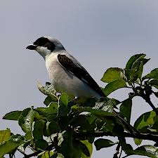 Image result for Lanius minor