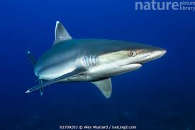 Image result for Carcharhinus albimarginatus