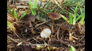 Attēlu rezultāti vaicājumam “Strobilurus esculentus”