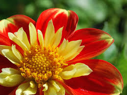 Image result for Dahlia x pinnata `Redskin`
