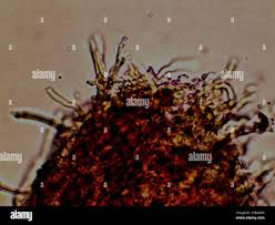 Attēlu rezultāti vaicājumam “Antrodiella semisupina”