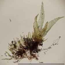 Attēlu rezultāti vaicājumam “Ephemerum serratum sporophyte”