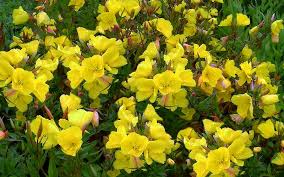 Attēlu rezultāti vaicājumam “Oenothera rubricauli flower”