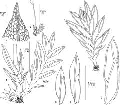 Attēlu rezultāti vaicājumam “Fissidens bryoides sporophyte”