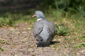 Attēlu rezultāti vaicājumam “Columba palumbus adult”