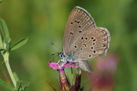 Attēlu rezultāti vaicājumam “Maculinea alcon upperside”