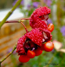 Attēlu rezultāti vaicājumam “Euonymus fruit”