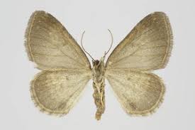 Attēlu rezultāti vaicājumam “Perizoma alchemilla”